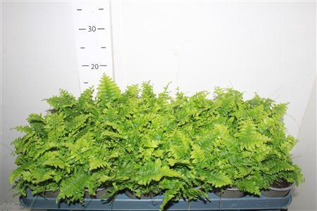 <h4>Nephr Ex Green Momen</h4>