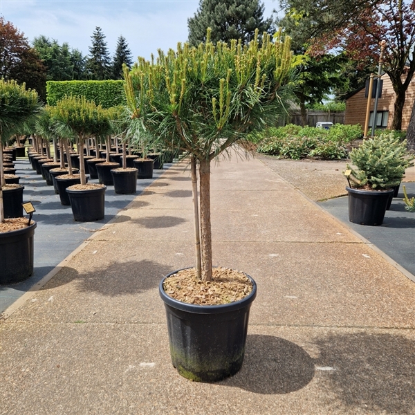<h4>Pinus densiflora 'Alice Verkade'</h4>