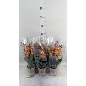 Phalaenopsis multi. 'Ant Las Vegas'