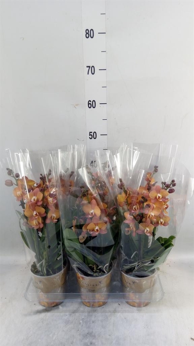 <h4>Phalaenopsis multi. 'Ant Las Vegas'</h4>