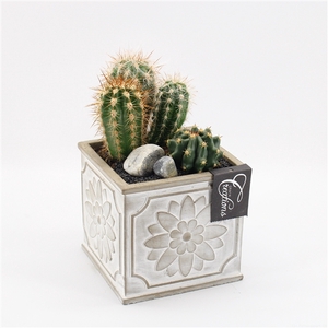 CTCR-2516 Cactus Essentials