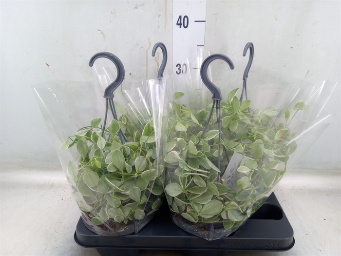 <h4>Dischidia oinantha 'Variegata'</h4>