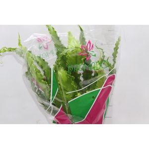 ASPLENIUM OSAKA CRESPO P19