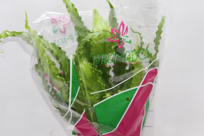 <h4>ASPLENIUM OSAKA CRESPO P19</h4>