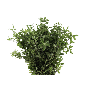 Pitto Green 150 Gram