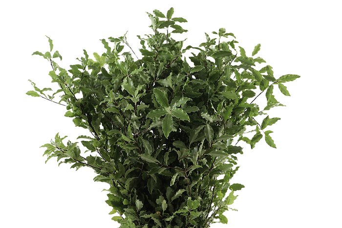 <h4>Pitto Green 150 Gram</h4>