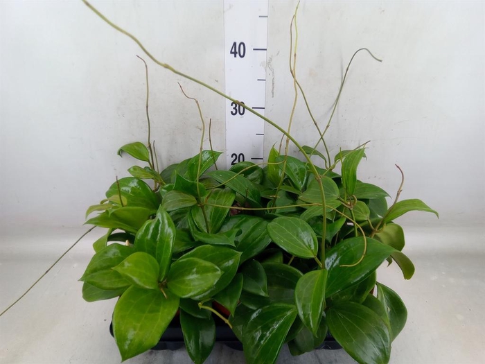 <h4>Hoya quinquenervia</h4>