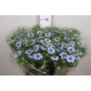Nige D Sky Blue