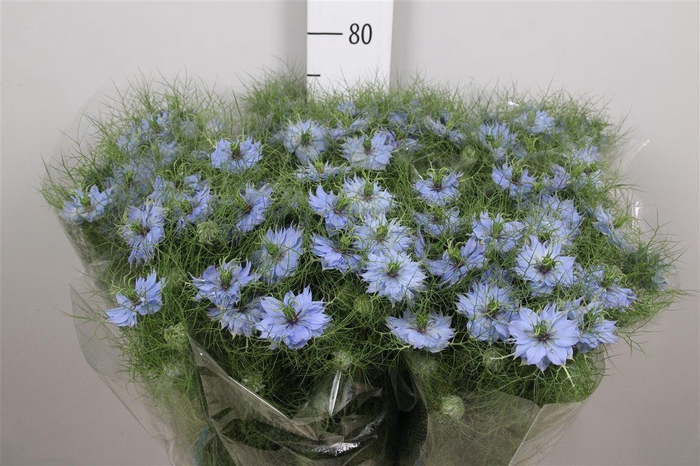 <h4>Nige D Sky Blue</h4>