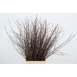 BETULA BS NATURAL FST