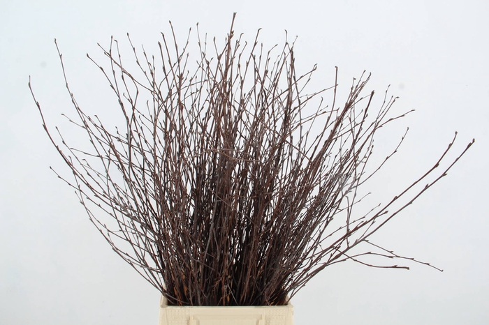 <h4>BETULA BS NATURAL FST</h4>