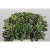 Pittosporum Ilan