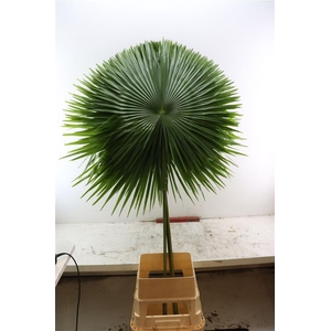 Livistonia Cut Extra 200cm