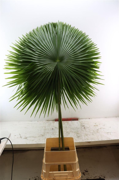 <h4>Livistonia Cut Extra 200cm</h4>
