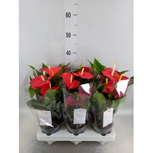 Anthurium andr. 'Esudo'