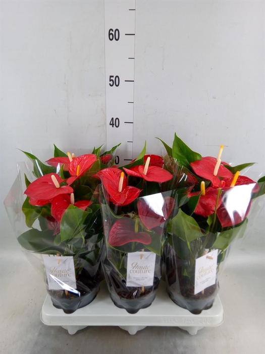 <h4>Anthurium andr. 'Esudo'</h4>