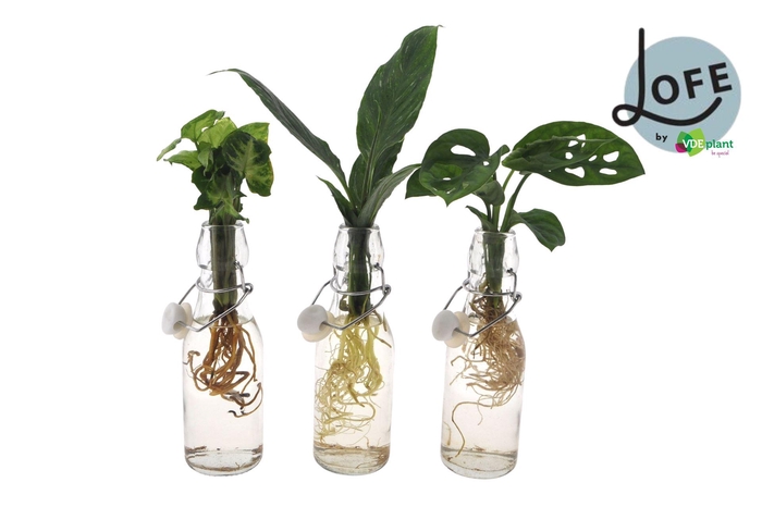 <h4>Planten  ..mix</h4>