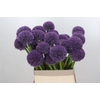 Allium Grootbloemig