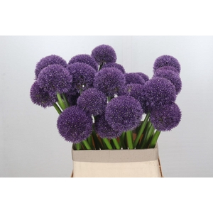 Allium Grootbloemig