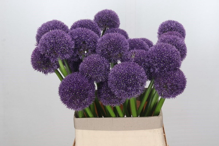 Allium Grootbloemig