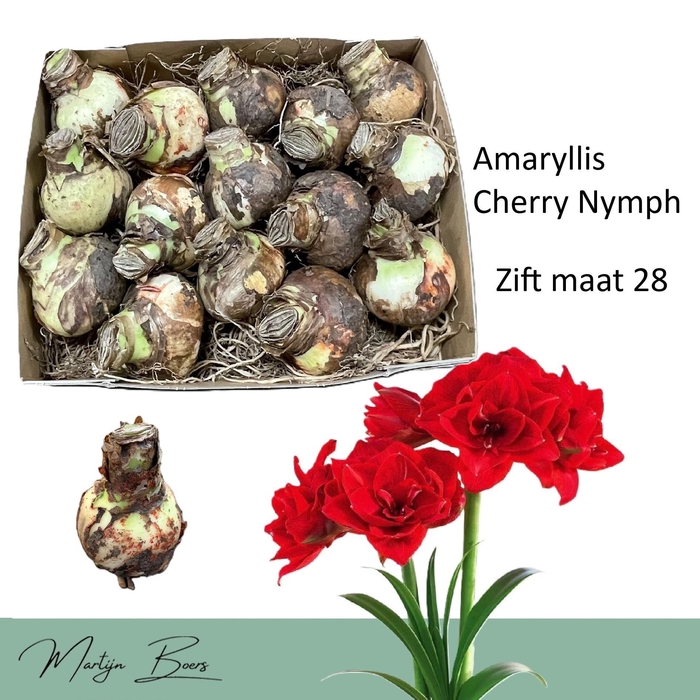 <h4>HIPP DG CHERRY NYMPH</h4>