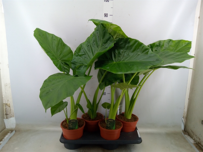 <h4>Alocasia macrorrhiza</h4>