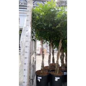 Schefflera arbor. 'Compacta'