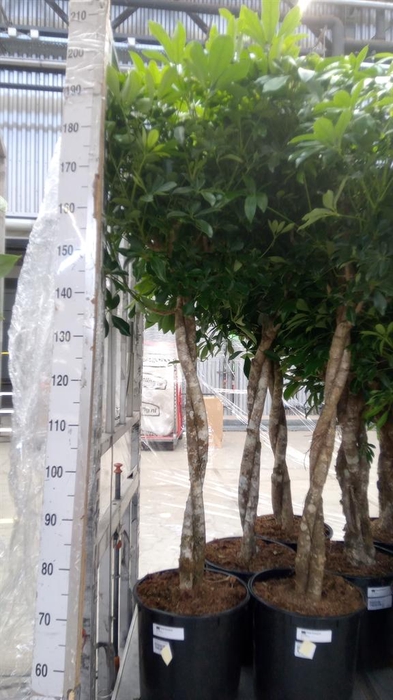 <h4>Schefflera arbor. 'Compacta'</h4>