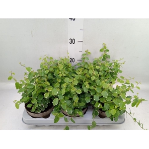 Ficus pumila 'White Sunny'