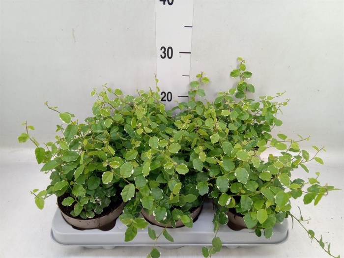 <h4>Ficus pumila 'White Sunny'</h4>