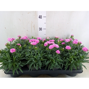 Dianthus car. 'Peman Fancy Lilac'