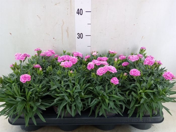 <h4>Dianthus car. 'Peman Fancy Lilac'</h4>