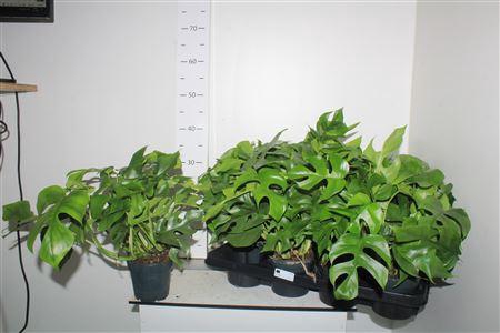 Monstera Minima