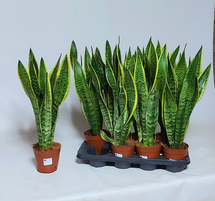 <h4>Sansev Laurentii</h4>