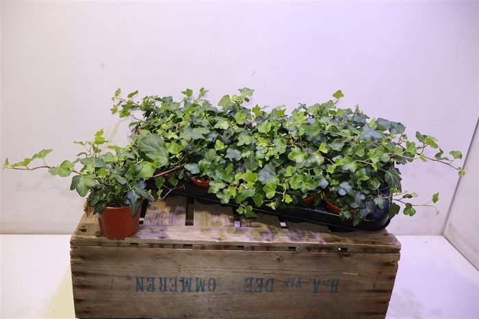 <h4>Hed He Wonder</h4>