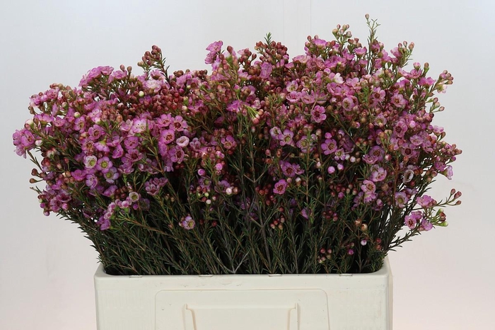 Chamelaucium megalopetalum 'Grand Adi'