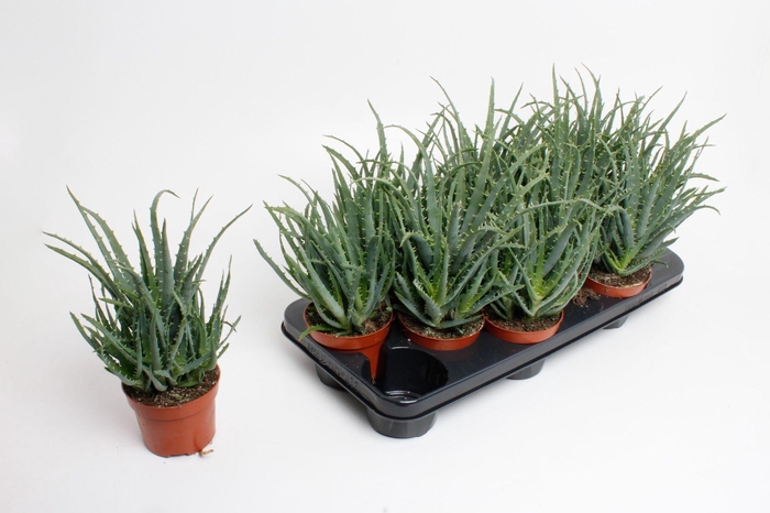 <h4>Aloe Arborescens</h4>
