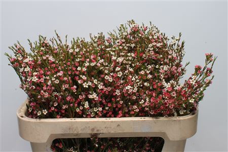 <h4>Chamelauc Sweet 16</h4>