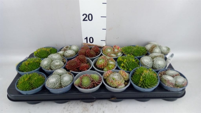 <h4>Sempervivum   ...mix</h4>