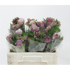 Hell Or Queens Db Pink