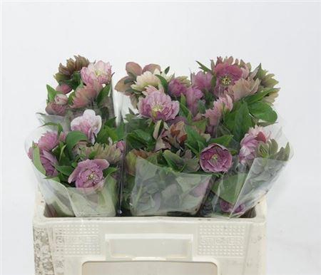 <h4>Hell Or Queens Db Pink</h4>