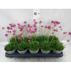 Armeria maritima