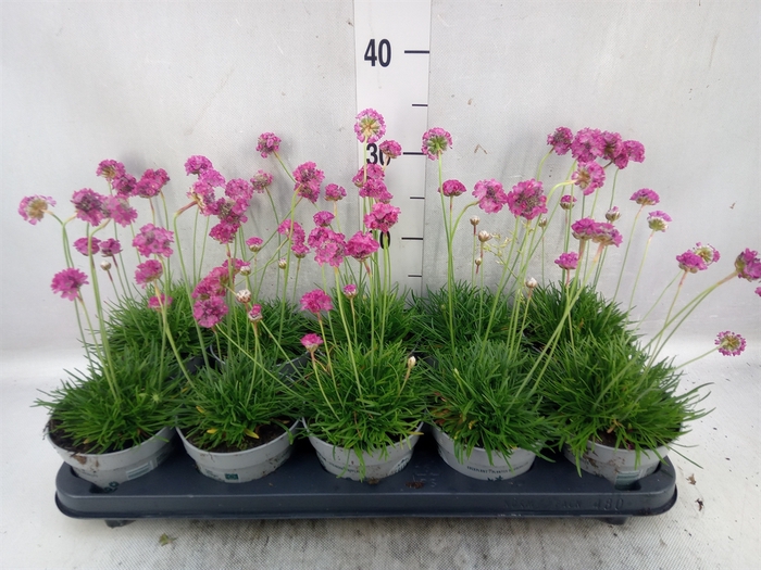 Armeria maritima