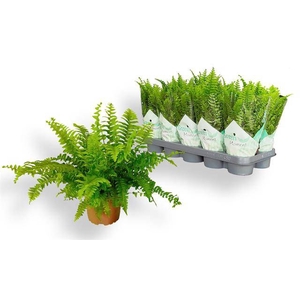Nephrolepis ex.  green Moment 12Ø 30cm