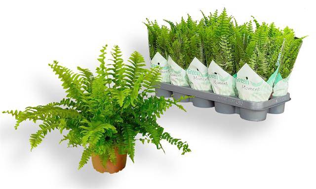 Nephrolepis ex.  green Moment 12Ø 30cm