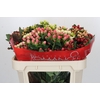Hypericum Rainbow Romance Spray