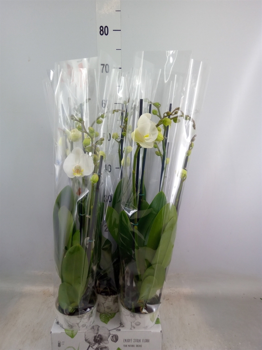 <h4>Phalaenopsis   ...white</h4>