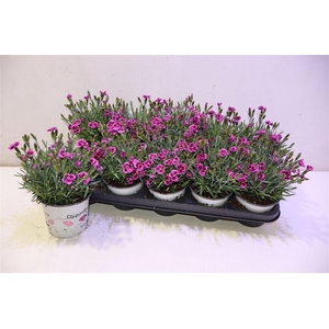 Dian Picture Perfect