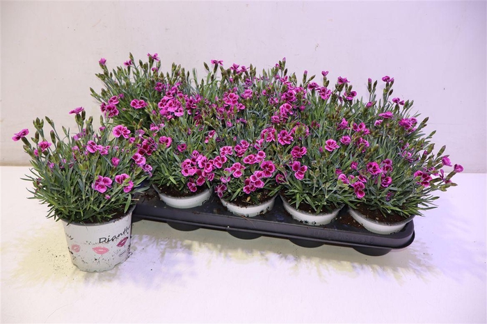 <h4>Dian Picture Perfect</h4>