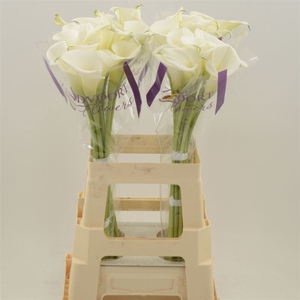 Calla White Art